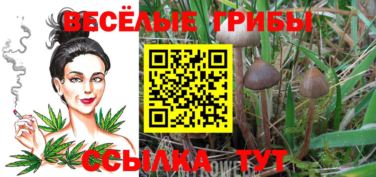 Нерюнгри  сколько стоит  Вход с VPN  Галлюциногенные грибы Psilocybe 